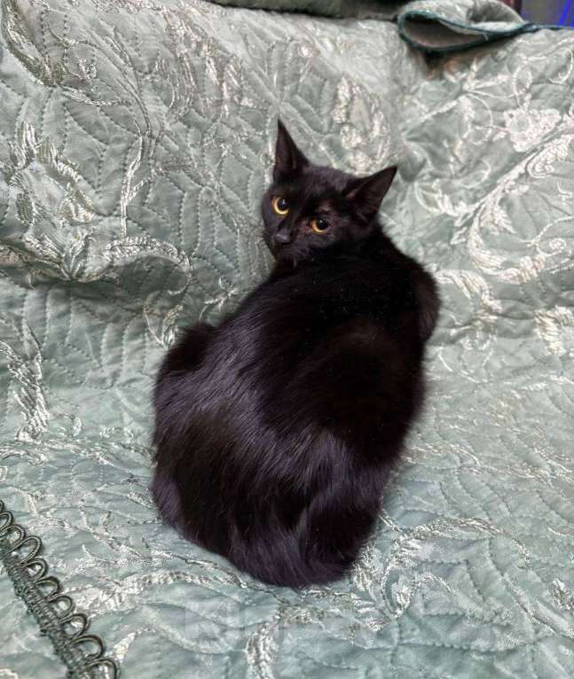 Кошки в Москве: Молоденькая кошечка ищет дом Девочка, Бесплатно - фото 1