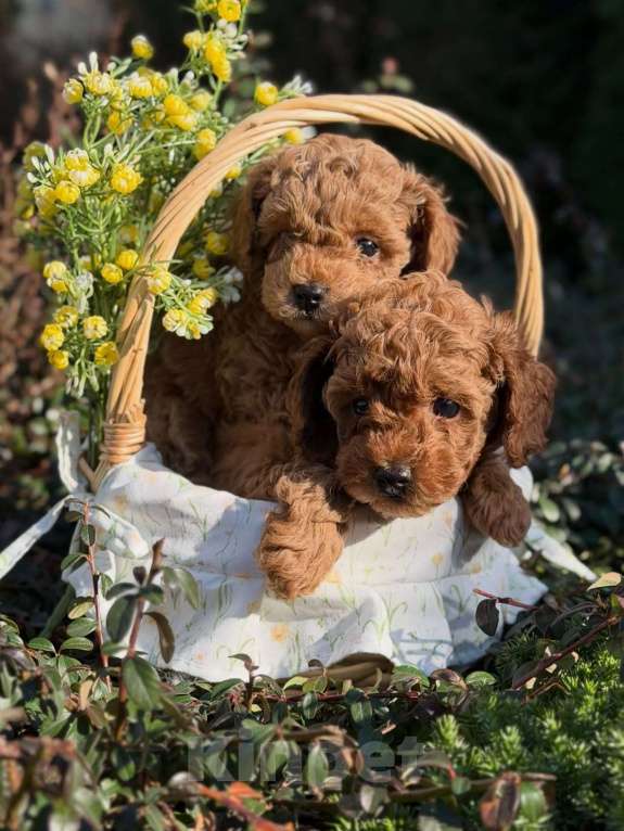Собаки в Челябинске: Той-пудель, щенок Девочка, 150 000 руб. - фото 2