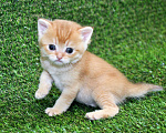 Кошки в Сургуте: Шотландские котята золотые шиншиллы Мальчик, 25 000 руб. - фото 1