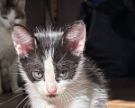 Кошки в Москве: Котенок птенчик Мальчик, Бесплатно - фото 3