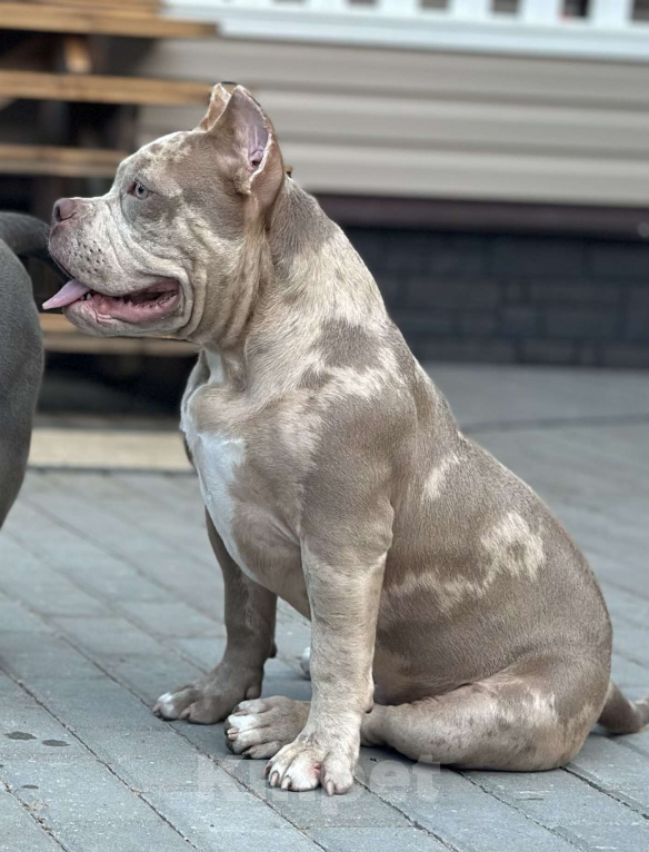 Собаки в других городах Московской области: Мальчик Американский булли Мальчик, 130 000 руб. - фото 2
