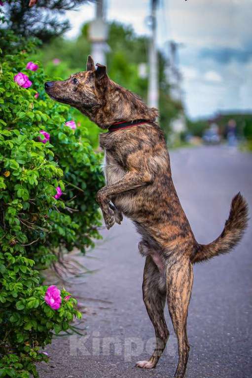 Собаки в Москве: Крошка Веня в добрые руки Мальчик, 1 руб. - фото 5