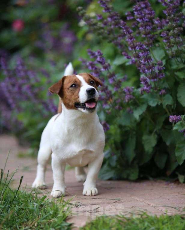 Собаки в Москве: Продается племенной  щенок джек рассел тер. 3  мес девочка Девочка, Бесплатно - фото 5