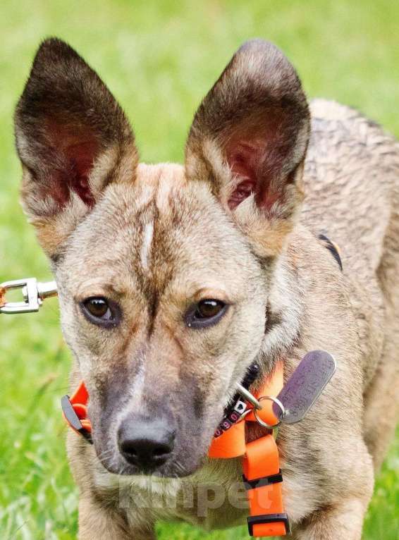 Собаки в Москве: Микки ищет заботливую семью Девочка, Бесплатно - фото 4