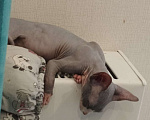 Кошки в Домодедово: Котенок канадского сфинкса девочка Девочка, 16 000 руб. - фото 4