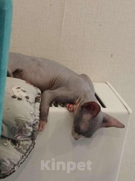 Кошки в Домодедово: Котенок канадского сфинкса девочка Девочка, 16 000 руб. - фото 4