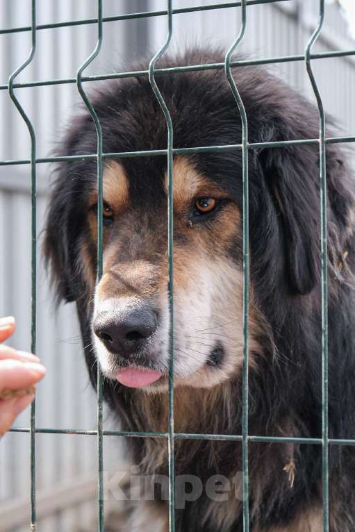 Собаки в Москве: Породистый банхар Баха ищет дом Мальчик, Бесплатно - фото 3