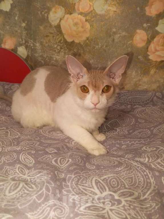 Кошки в Москве: Продать котенка-подростка Мальчик, 15 000 руб. - фото 3