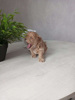 Мальтипу F1 мини