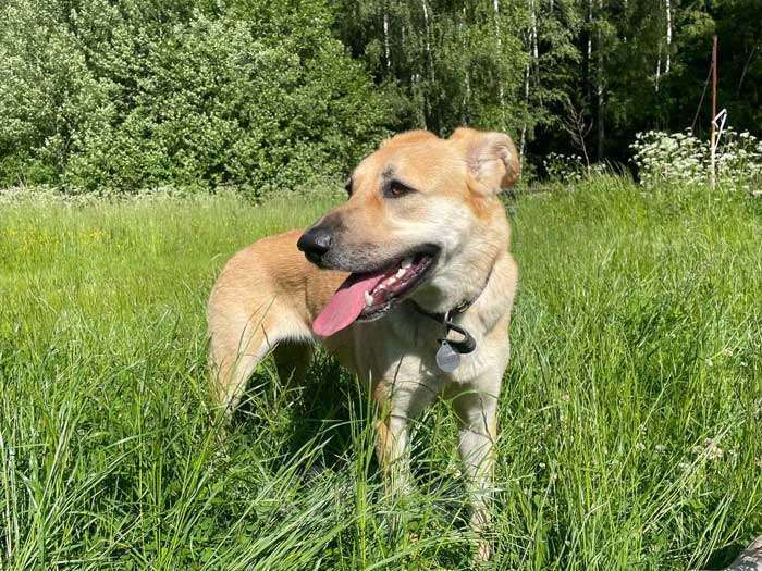 Собаки в Москве: Ваш самый лучший компаньон, домашняя собака Моника в добрые руки Девочка, 10 руб. - фото 4