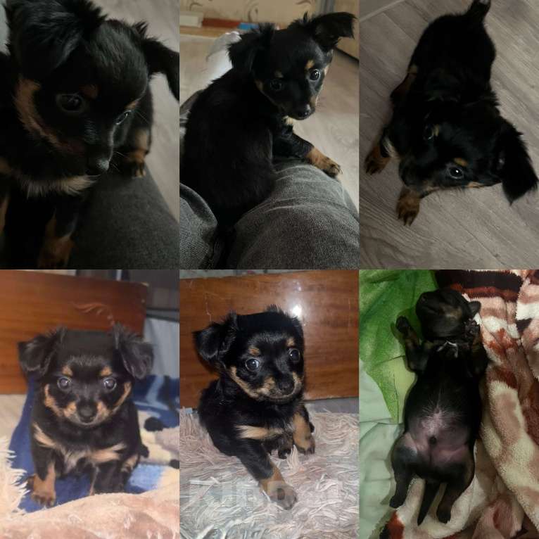 Собаки в Энгельс: Мини, длинношёрстный, чёрно-подпалый Мальчик, 12 000 руб. - фото 1