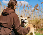 Собаки в Москве: Рыжая собачка Бренди в добрые руки Девочка, 1 руб. - фото 6