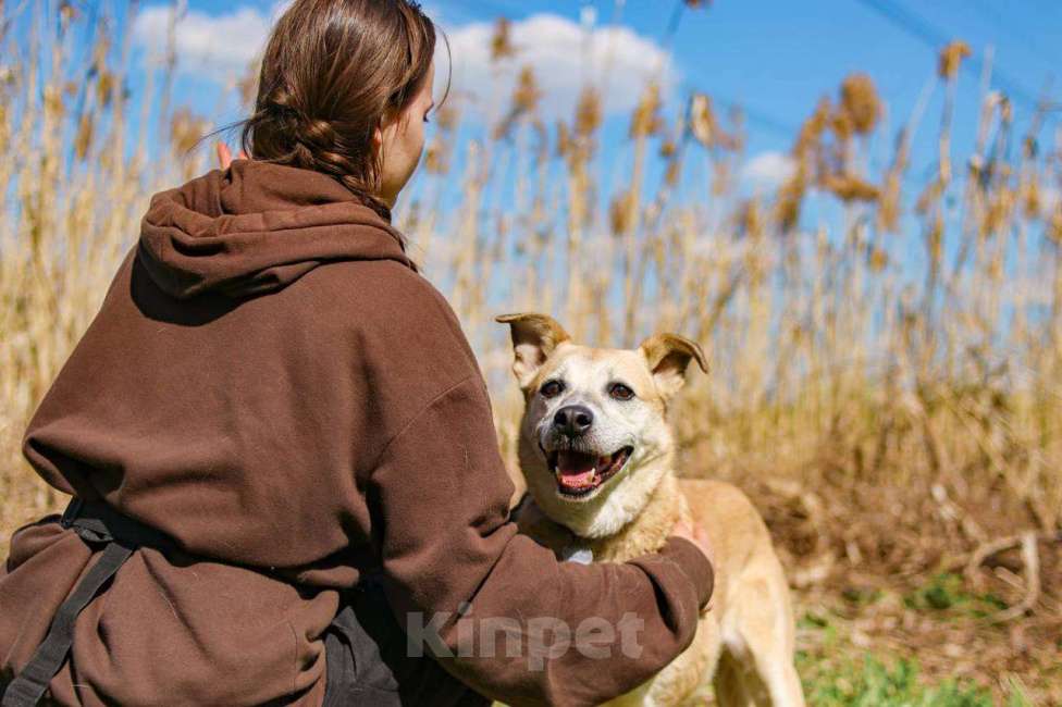 Собаки в Москве: Рыжая собачка Бренди в добрые руки Девочка, 1 руб. - фото 6