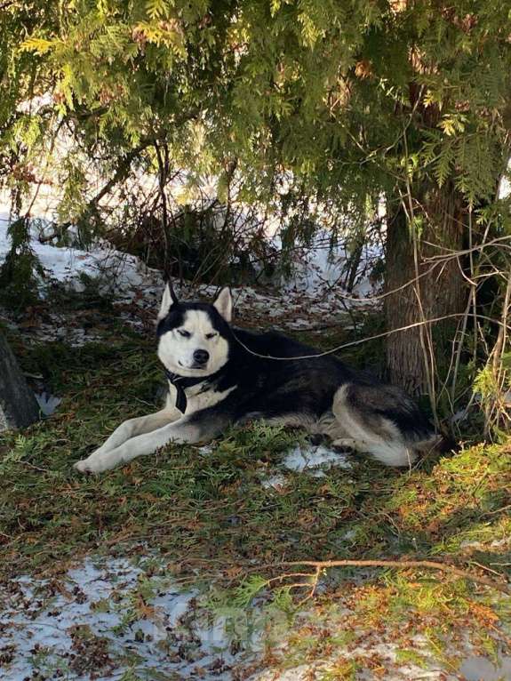 Собаки в других городах Московской области: Нашли собаку Мальчик, Бесплатно - фото 3