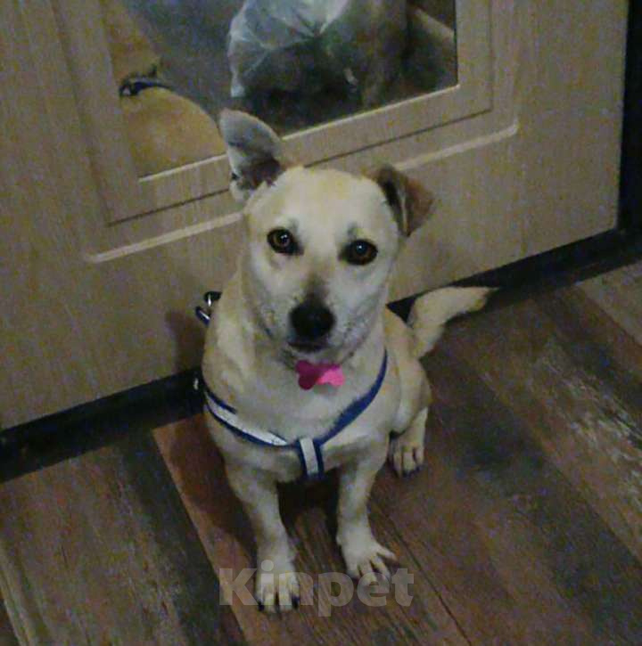 Собаки в Москве: Весёлая Горошинка ищет дом Девочка, 12 руб. - фото 4