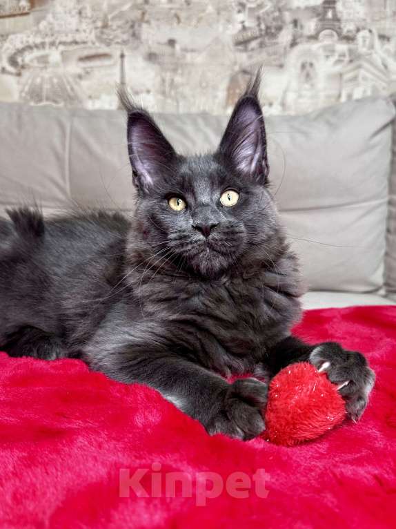 Кошки в Москве: Мальчик голубой солид Мальчик, 75 000 руб. - фото 3