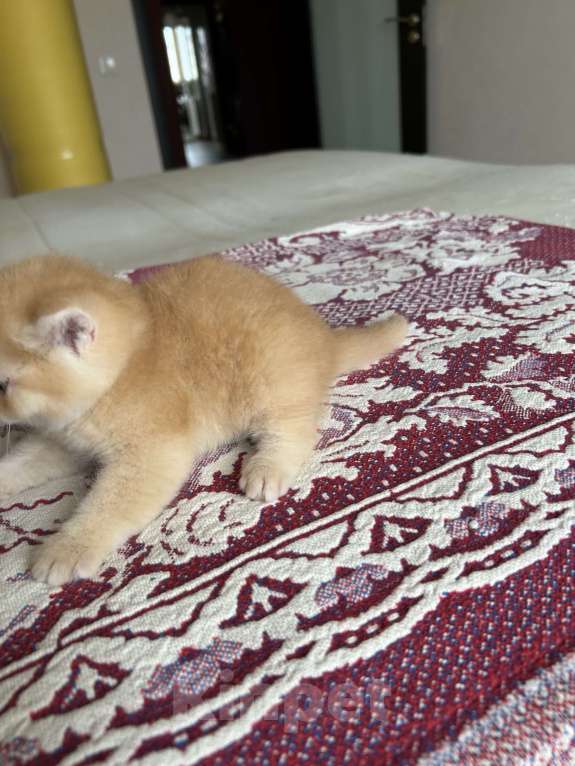 Кошки в Казани: Котик Мальчик, 25 000 руб. - фото 3