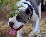 Собаки в Мытищах: Американский Стаффордширский Терьер Мальчик, Бесплатно - фото 4