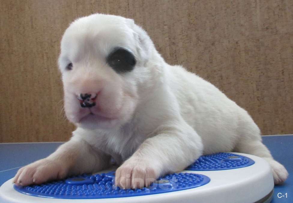 Собаки в Москве: Запись на щенков алабая (сао) Мальчик, 70 000 руб. - фото 6