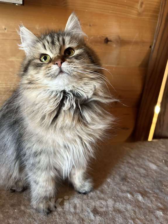 Кошки в Москве: Сибирская девочка лесного окраса Девочка, 55 000 руб. - фото 3