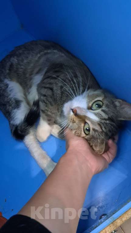 Кошки в Москве: Люся, почти как Гурченко Девочка, 1 руб. - фото 4