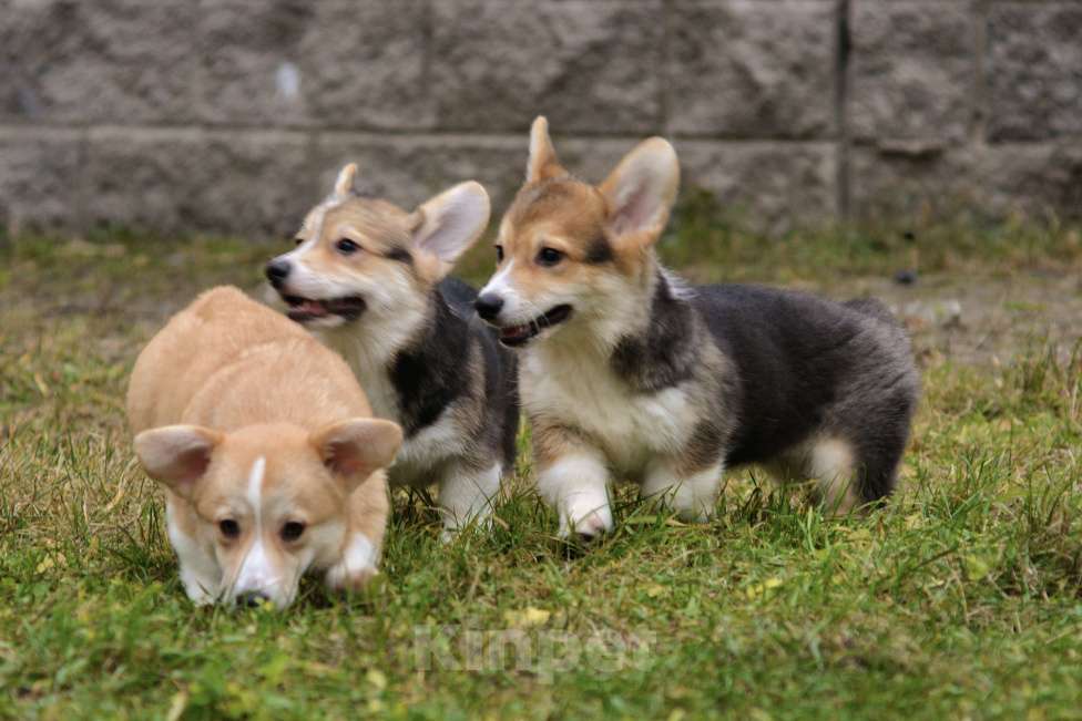 Собаки в Санкт-Петербурге: Малыш ищет любящих мампап Мальчик, 45 000 руб. - фото 10