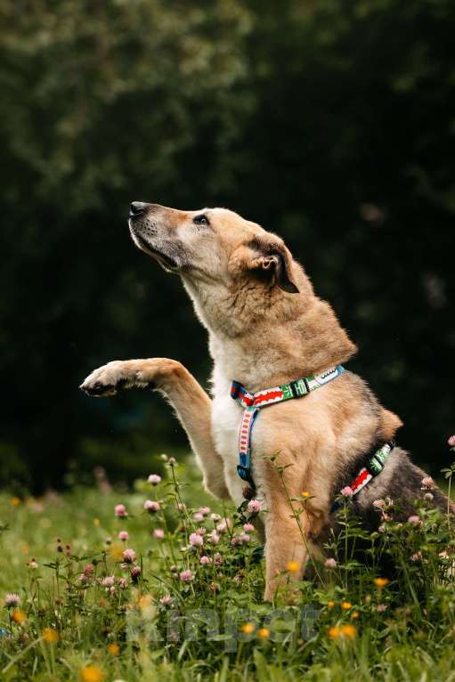 Собаки в Москве: Трепетный Джой Мальчик, Бесплатно - фото 6