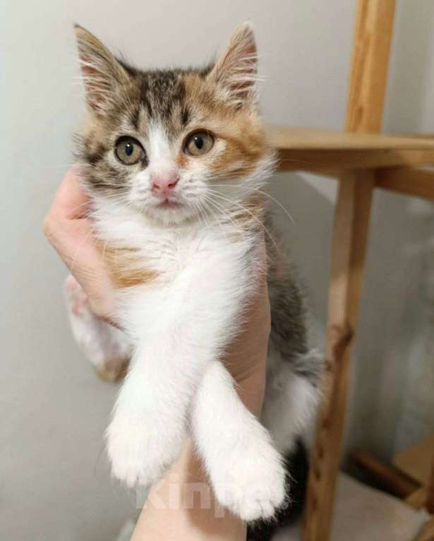 Кошки в Москве: Маленький котенок девочка в добрые руки  Девочка, Бесплатно - фото 2