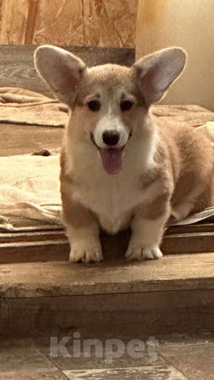 Собаки в других городах Челябинской области: Продам Мальчик, Бесплатно - фото 1