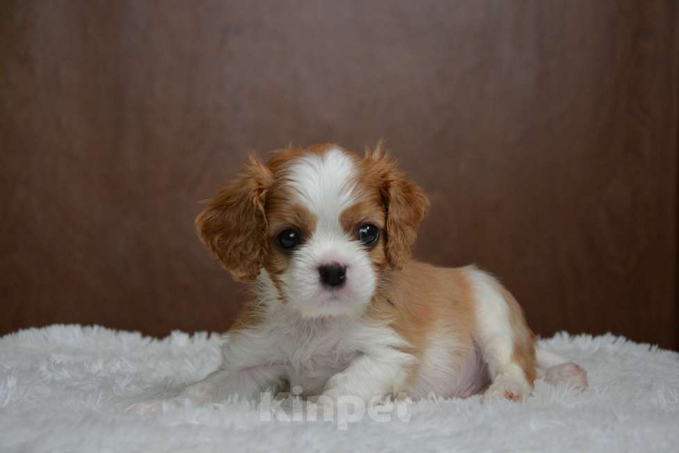 Собаки в Воронеже: Щенки Кавалер Кинг Чарльз Спаниель  Девочка, 65 000 руб. - фото 2