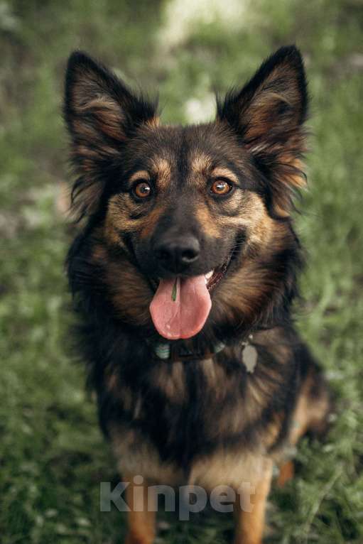 Собаки в Москве: Очаровательная малышка Клер ждет свою семью. Девочка, 100 руб. - фото 2