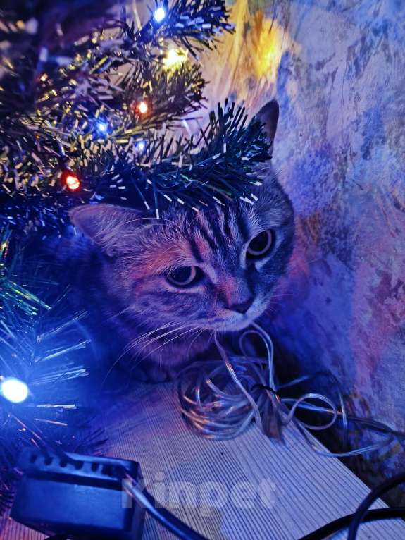 Кошки в Москве: Margo Девочка, Бесплатно - фото 8