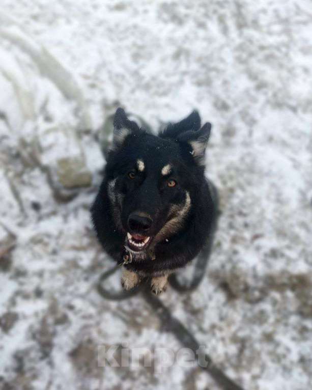 Собаки в Воскресенске: Малышка Ася ищет дом Девочка, Бесплатно - фото 3