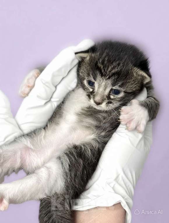 Кошки в Санкт-Петербурге: Котята мальчики под бронь! И мамочка тоже. супер ласковая. Мальчик, Бесплатно - фото 3