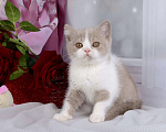 Кошки в Мурином: Британский котик окраса лиловый биколор Мальчик, 30 000 руб. - фото 1