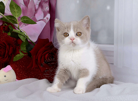 Объявление: Британский котик окраса лиловый биколор, 30 000 руб., Мурино