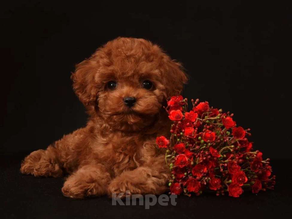 Собаки в других городах Московской области: Щенок Тедди пудель Девочка, 200 000 руб. - фото 1