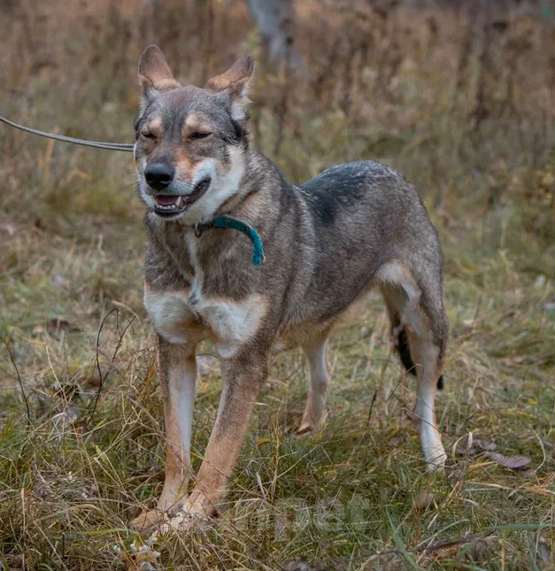 Собаки в Ярославле: Манюня ждет Вас в приюте! Девочка, Бесплатно - фото 5