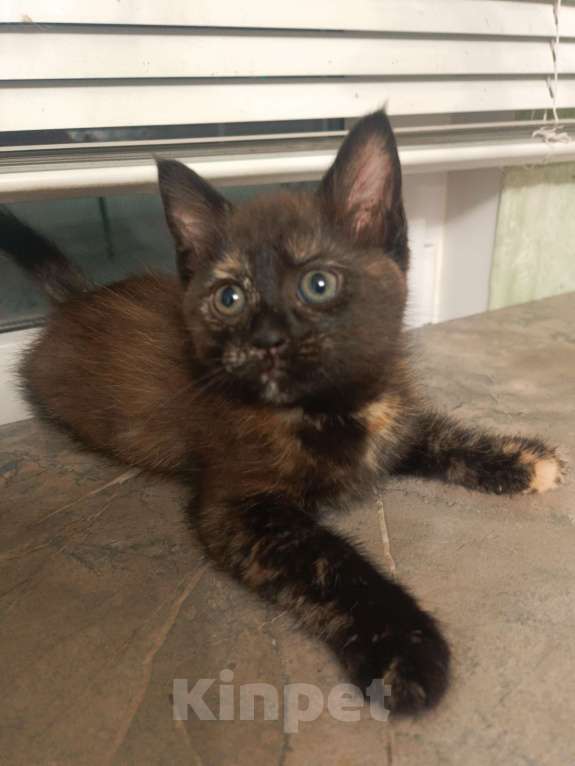 Кошки в других городах Ленинградской области: кошечка 2,5 месяца, от мамы Мейн-Кун Девочка, 5 000 руб. - фото 3