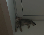 Кошки в Саратове: Котята в добрые руки Девочка, Бесплатно - фото 7