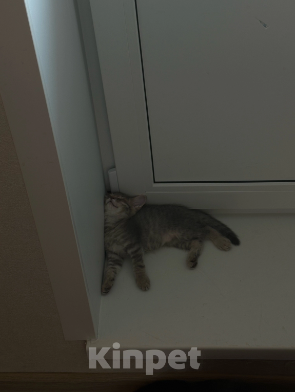 Кошки в Саратове: Котята в добрые руки Девочка, Бесплатно - фото 7