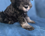 Собаки в Луховицах: Прадаже щенков цвергшнауцера Девочка, 40 000 руб. - фото 2