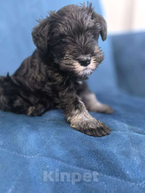 Собаки в Луховицах: Прадаже щенков цвергшнауцера Девочка, 40 000 руб. - фото 2
