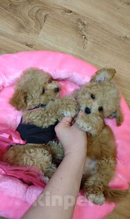 Собаки в Москве: Мальтипу Тедди ЩЕНКИ Мальчик, Бесплатно - фото 2