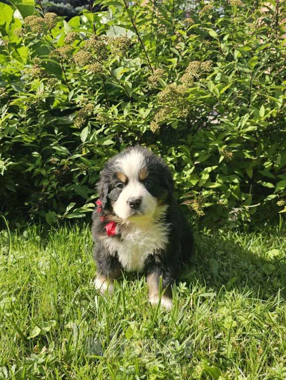 Собаки в других городах Московской области: Питомник "Зенненхунд России" предлагает щенков Девочка, 150 000 руб. - фото 4