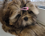 Собаки в Узловой: Великолепный щенок ши-тцу Мальчик, 25 000 руб. - фото 3