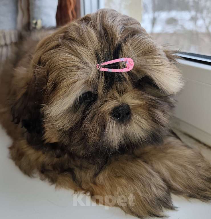 Собаки в Узловой: Великолепный щенок ши-тцу Мальчик, 25 000 руб. - фото 3