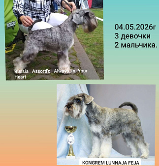 Цвергшнауцера щенки перец с солью