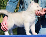 Собаки в Москве: Мальчишка сибирский хаски 🐾 Мальчик, 20 000 руб. - фото 4