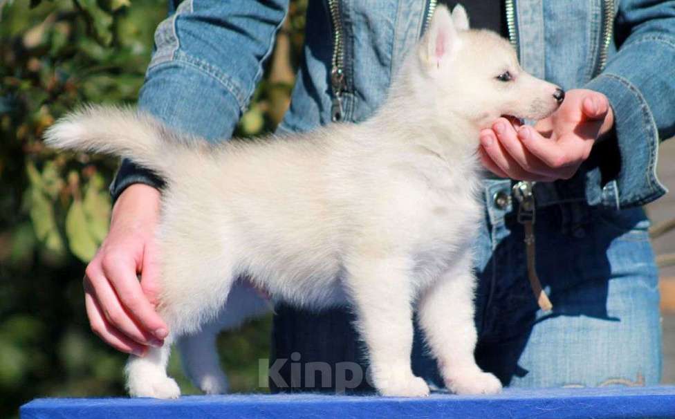 Собаки в Москве: Мальчишка сибирский хаски 🐾 Мальчик, 20 000 руб. - фото 4